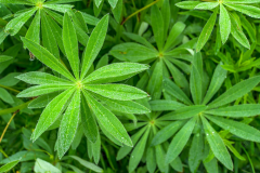 Leaves-of-Blue-lupin