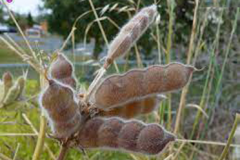 Mature-fruits-of-Blue-lupin