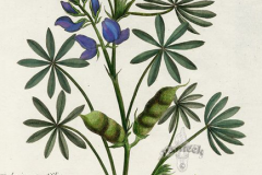 Plant-Illustration-of-Blue-lupin