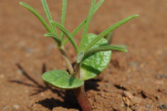 Saplings-of-Blue-lupin