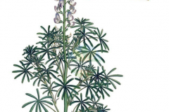 Sketch-of-Blue-lupin