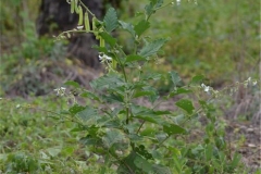 Blue-Rattlepod-Plant-growing-wild
