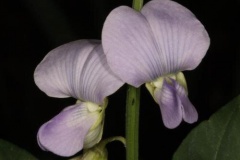 Closer-view-of-flower-Blue-Rattlepod