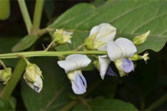 Flower-of-Blue-Rattlepod