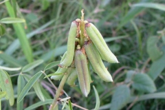 Immature-fruits-of-Blue-Rattlepod