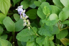 Leaves-of-Blue-Rattlepod