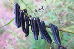 Mature-fruits-of-Blue-Rattlepod