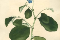 Plant-Illustration-of-Blue-Rattlepod