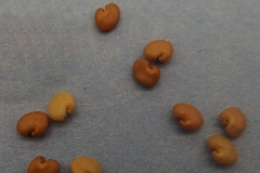 Seeds-of-Blue-Rattlepod