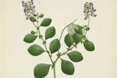 Sketch-of-Blue-Rattlepod