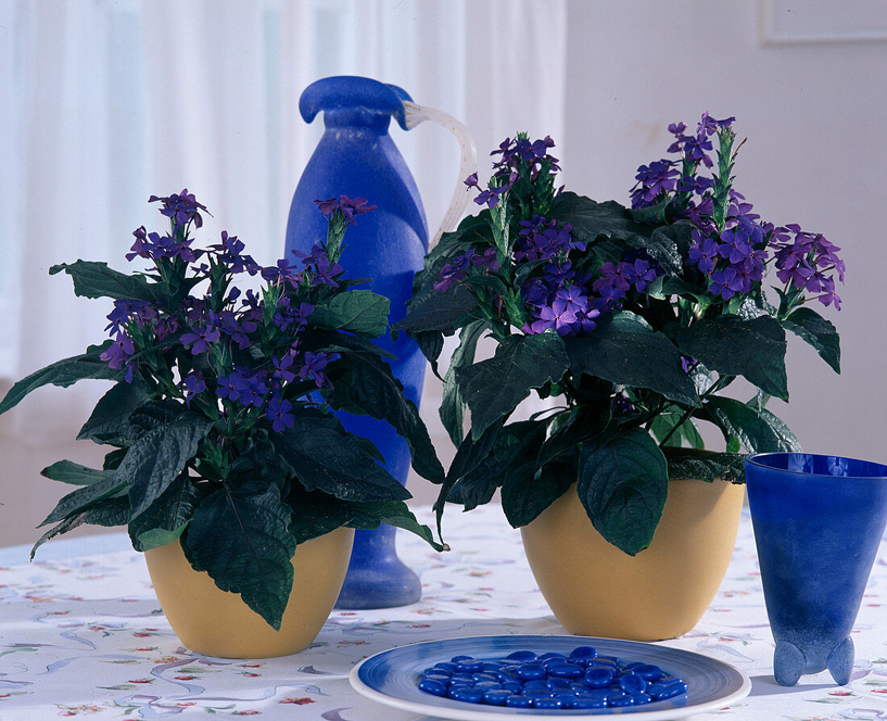 Blue-Sage-plant-grown-on-pot