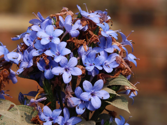 Flowers-of-Blue-Sage