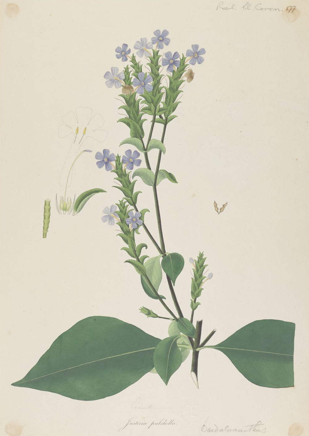 Plant-Illustration-of-Blue-Sage