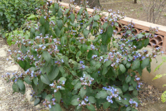 Blue-Sage-Plant