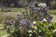 Blue-Sage-plant-growing-wild