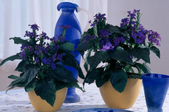 Blue-Sage-plant-grown-on-pot