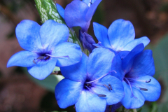Closer-view-of-flowers-of-Blue-Sage