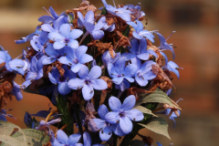 Flowers-of-Blue-Sage