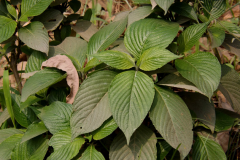 Leaves-of-Blue-Sage