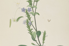 Plant-Illustration-of-Blue-Sage