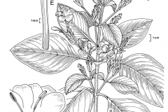 Sketch-of-Blue-Sage