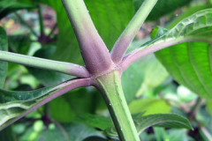 Stem-of-Blue-Sage