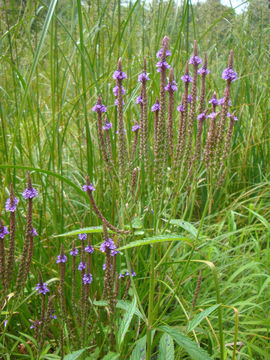 Blue-vervain-plant-growing-wild