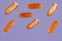 Blue-vervain-nutlets