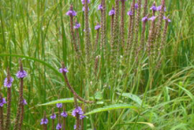 Blue-vervain-plant-growing-wild