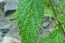 Closer-view-of-Blue-vervain leaf