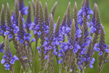 Flowers-of-Blue-vervain-plant