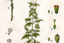 Plant-illustration-of-Blue-vervain