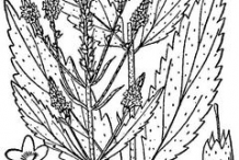 Sketch-of-Blue-vervain-plant