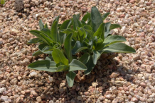 Small-Blue-vervain-plant