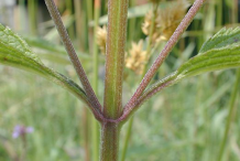 Stem-of-Blue-vervain-plant