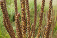 Fruit-of-Blue-vervain-plant