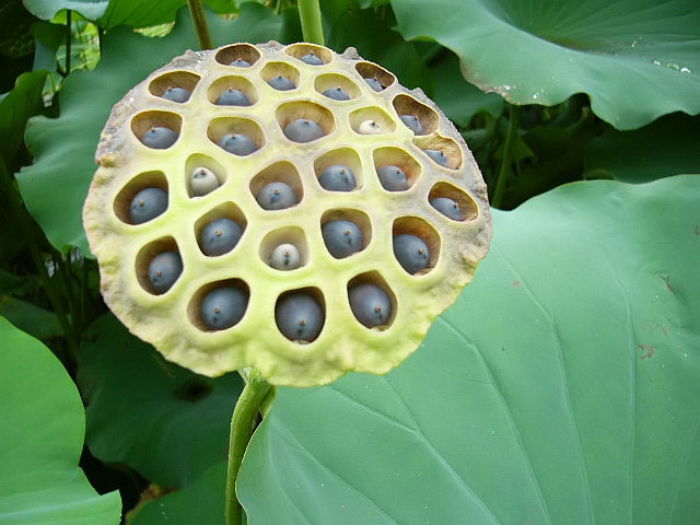 Fruit-of-Blue-waterlily