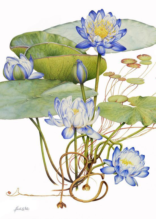 Plant-Illustration-of-Blue-waterlily