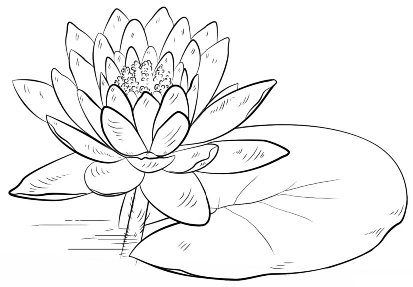 Sketch-of-Blue-waterlily