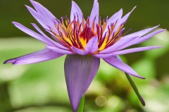 Blue-waterlily-flower