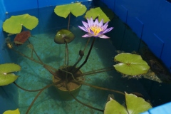 Blue-waterlily-grown-on-the-pot