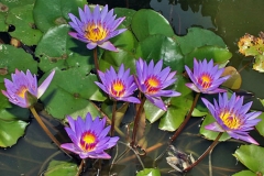Blue-waterlily-plant