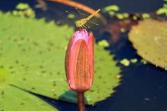 Flowering-bud-of-Blue-waterlily