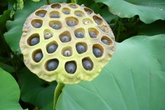 Fruit-of-Blue-waterlily