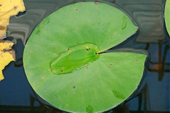 Leaf-of-Blue-waterlily