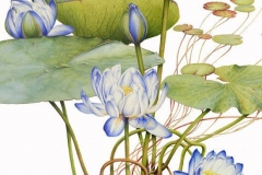 Plant-Illustration-of-Blue-waterlily