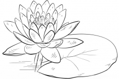 Sketch-of-Blue-waterlily