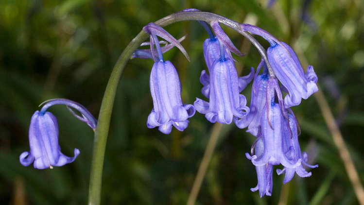 Flower-of-Bluebell