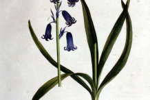Plant-Illustration-of-Bluebell
