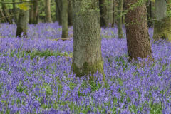 Bluebell-plant-growing-wild